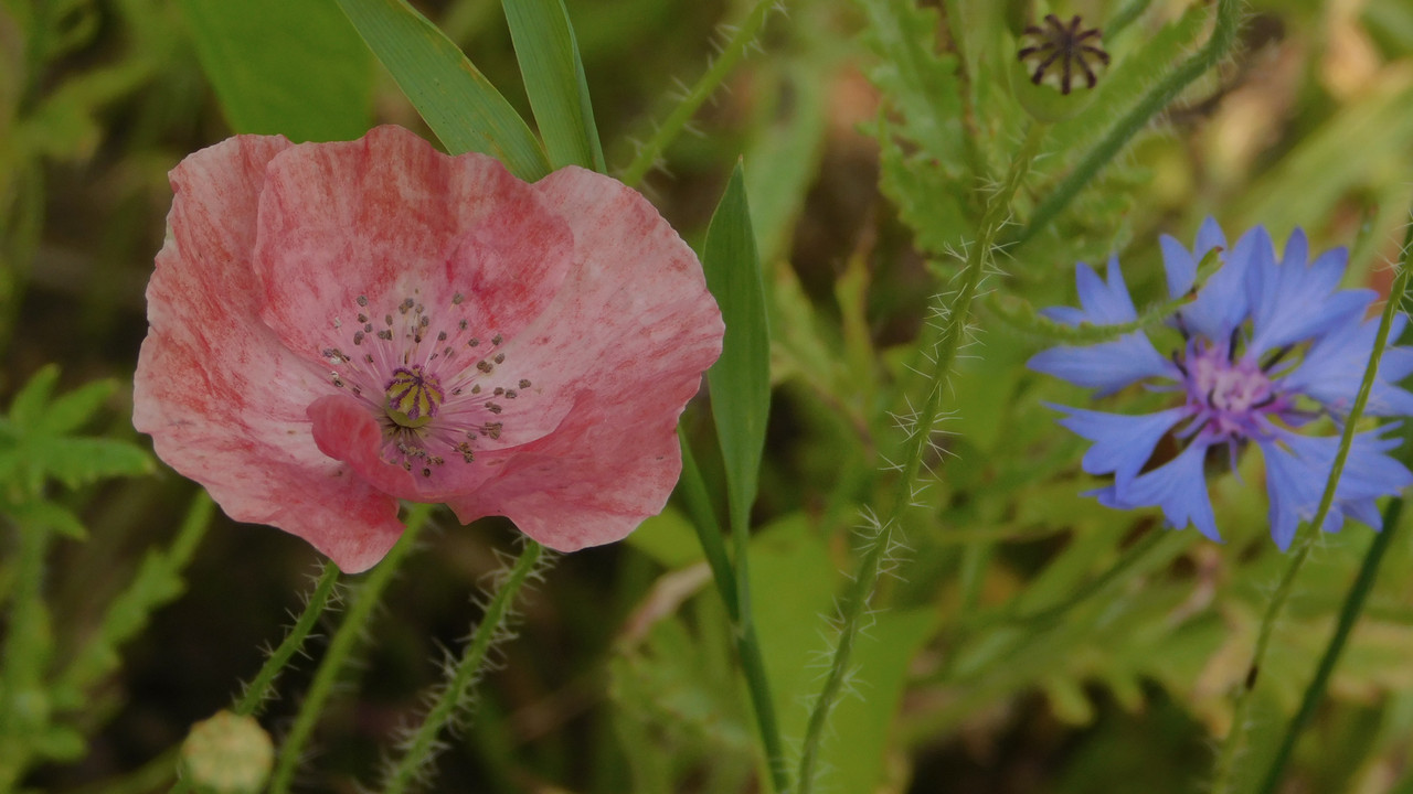 Дачно-Харлинский июнь-июль 2024 009