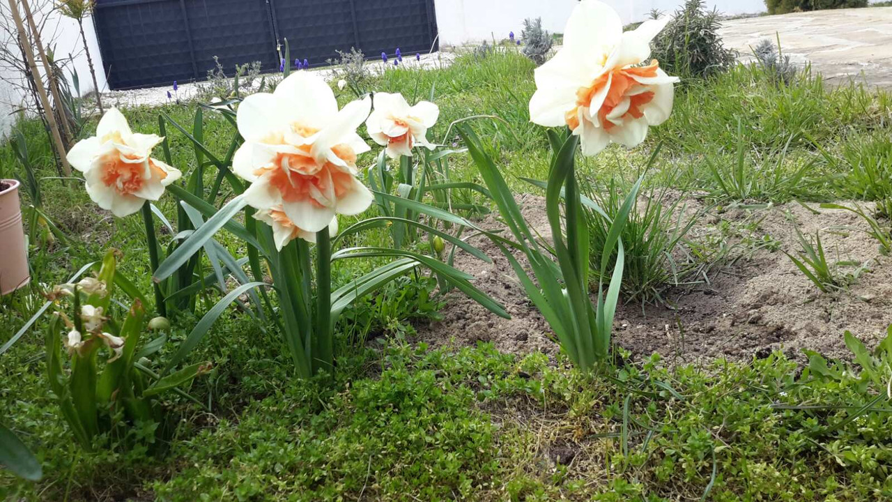 IMG-4f6002025274ad563fb24b22fdf9b6d4-V