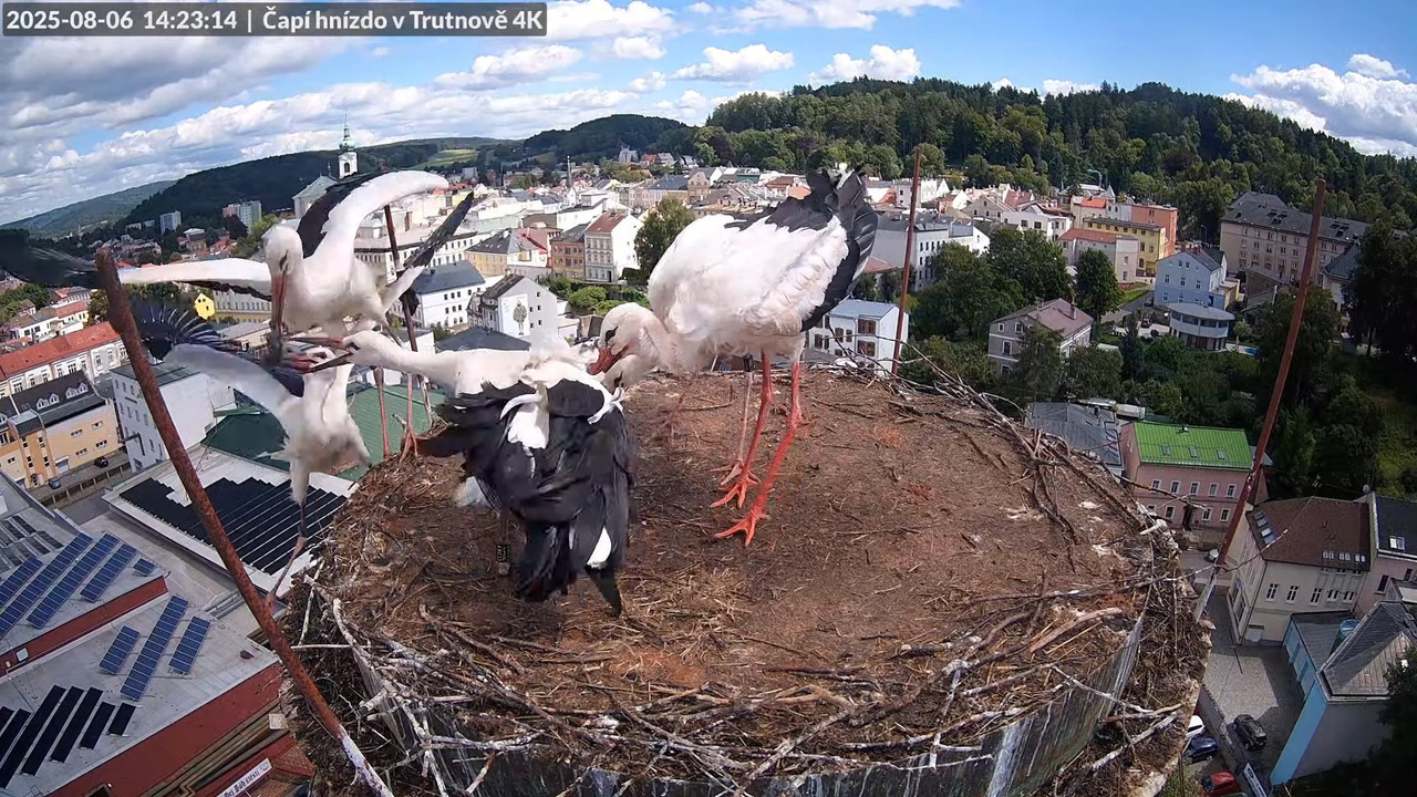 Tiešraide no stārķa ligzdas uz alus darītavas skursteņa Trutnovā 13-12-49 screenshot