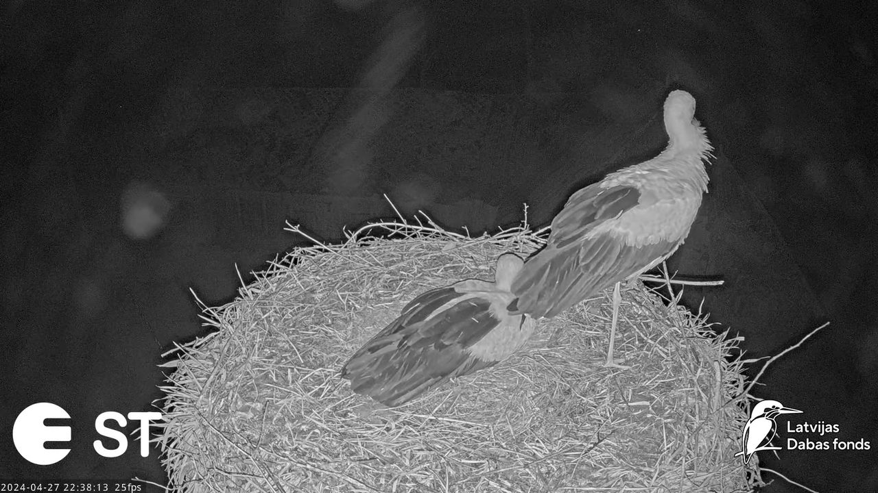 Baltie stārķi (Ciconia ciconia) Tukuma novadā - LDF tiešraide __ White storks in Tukums, Latvia 15-2