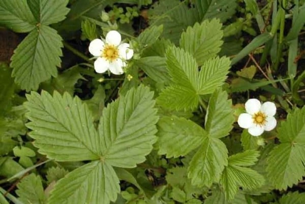 листья земляники