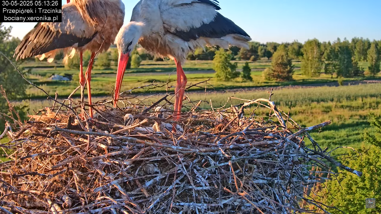 30052025bociany5