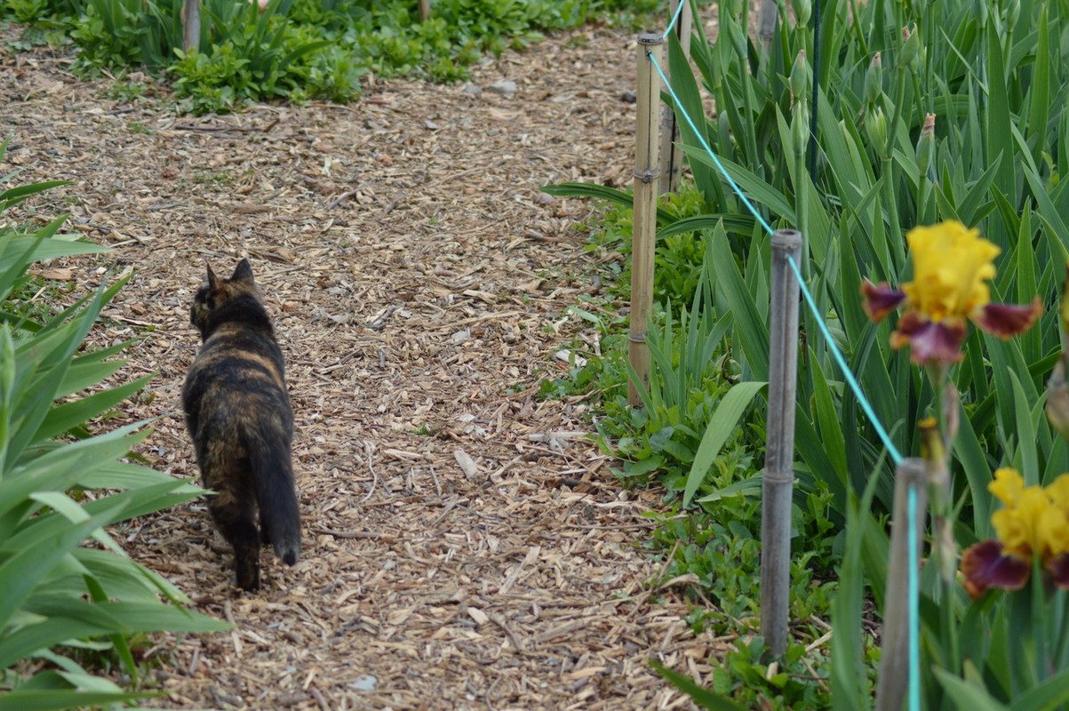 пеструшка в ирисах6