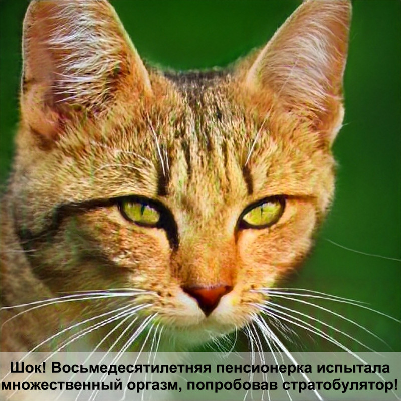 британская кошка табби