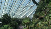 Cloud Forest 36