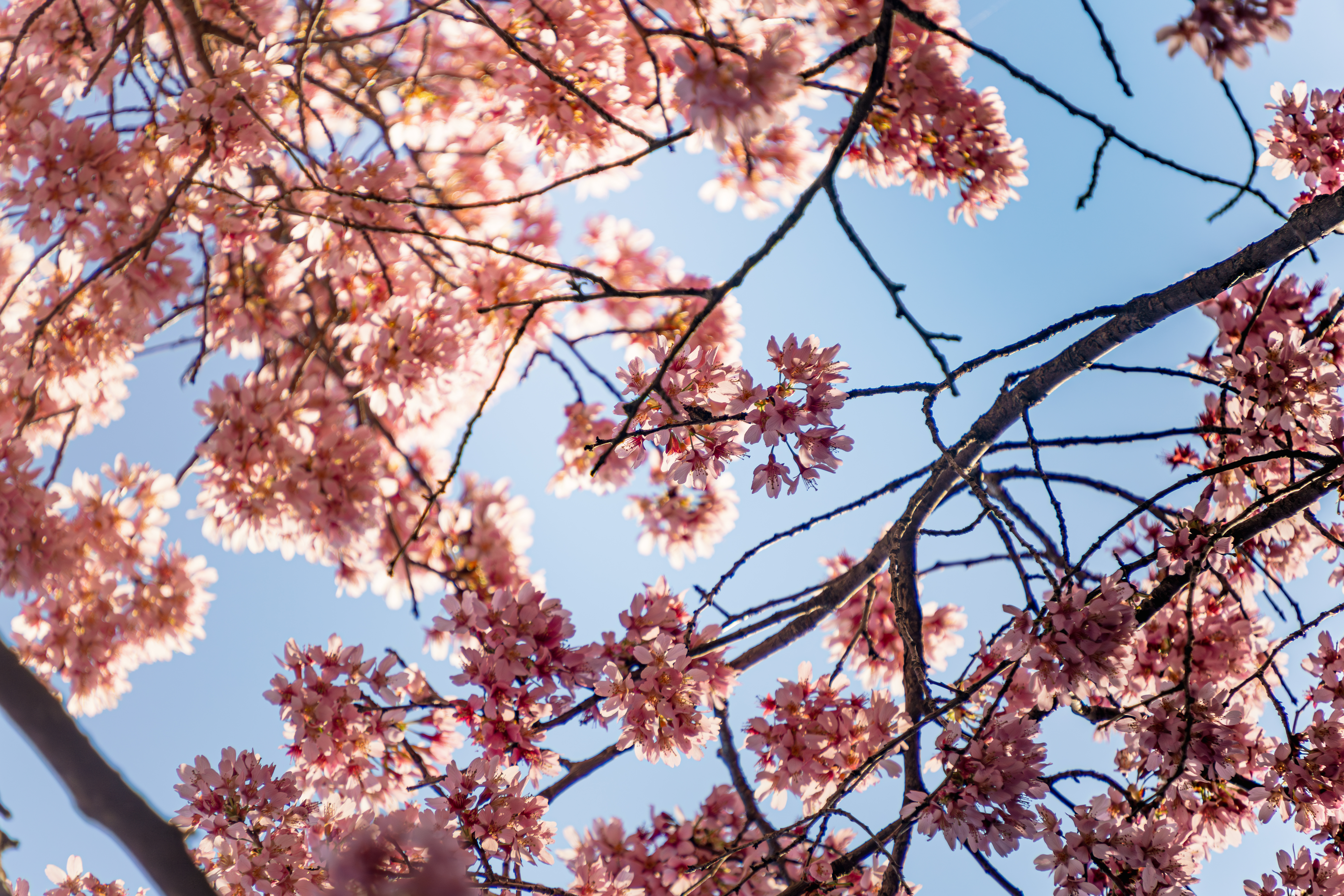 fords-landing-cherry-blossoms-alexandria-va-9