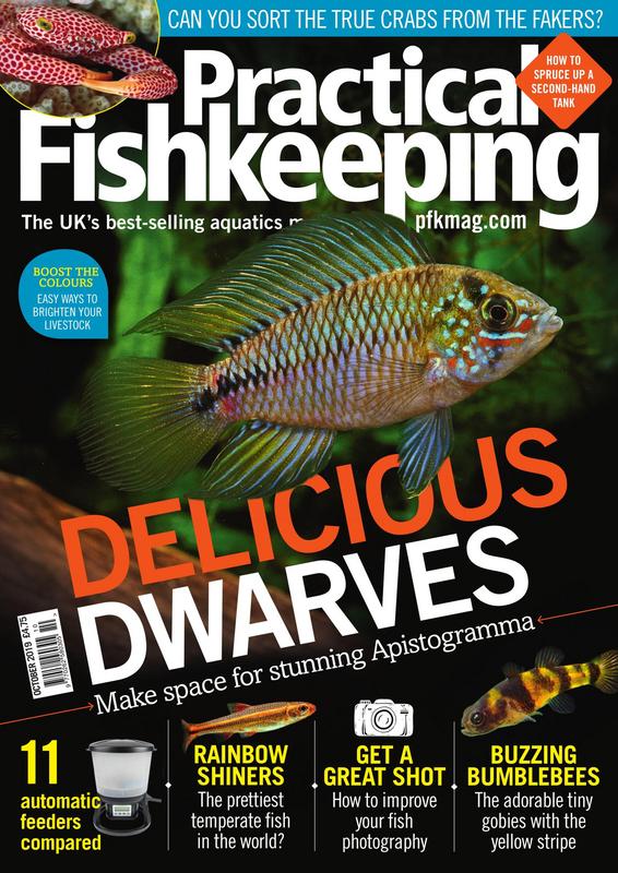 Practical-Fishkeeping-October-2019.jpg
