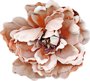 Blossom-Elements-46