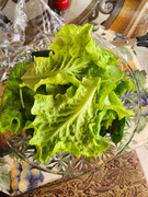 [Image: 20230319-1st-lettuce-arugula-spinach-harvest.jpg]