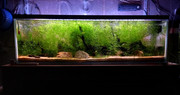 Gold-Endler-Aquarium-June-26