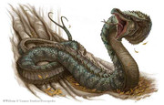 Wyrm