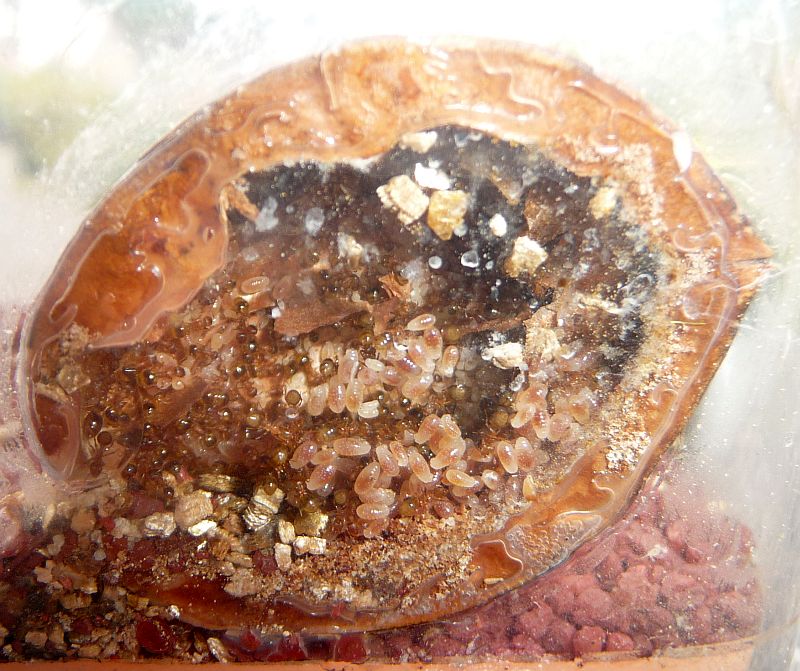 2908-Walnut-colony.jpg