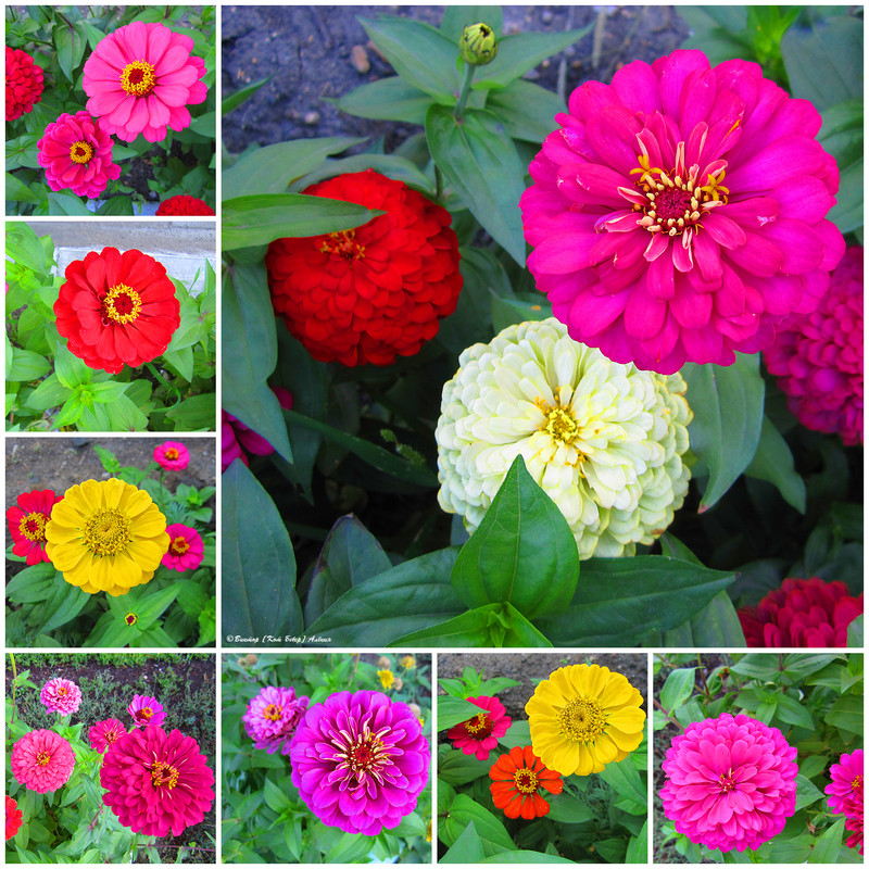 городские цветы4-8