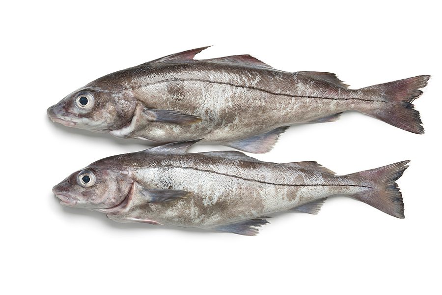 Whitefish portions