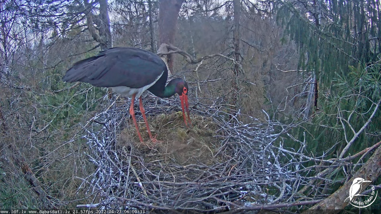 Melnais stārķis (Ciconia nigra) Siguldas novadā - LDF tiešraide 10-5-3 screenshot