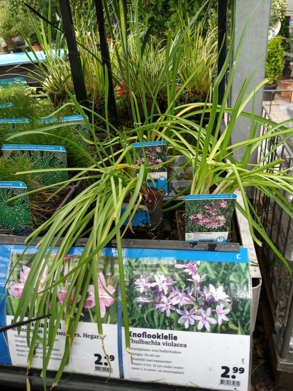 [Image: 20210809-153005.jpg]