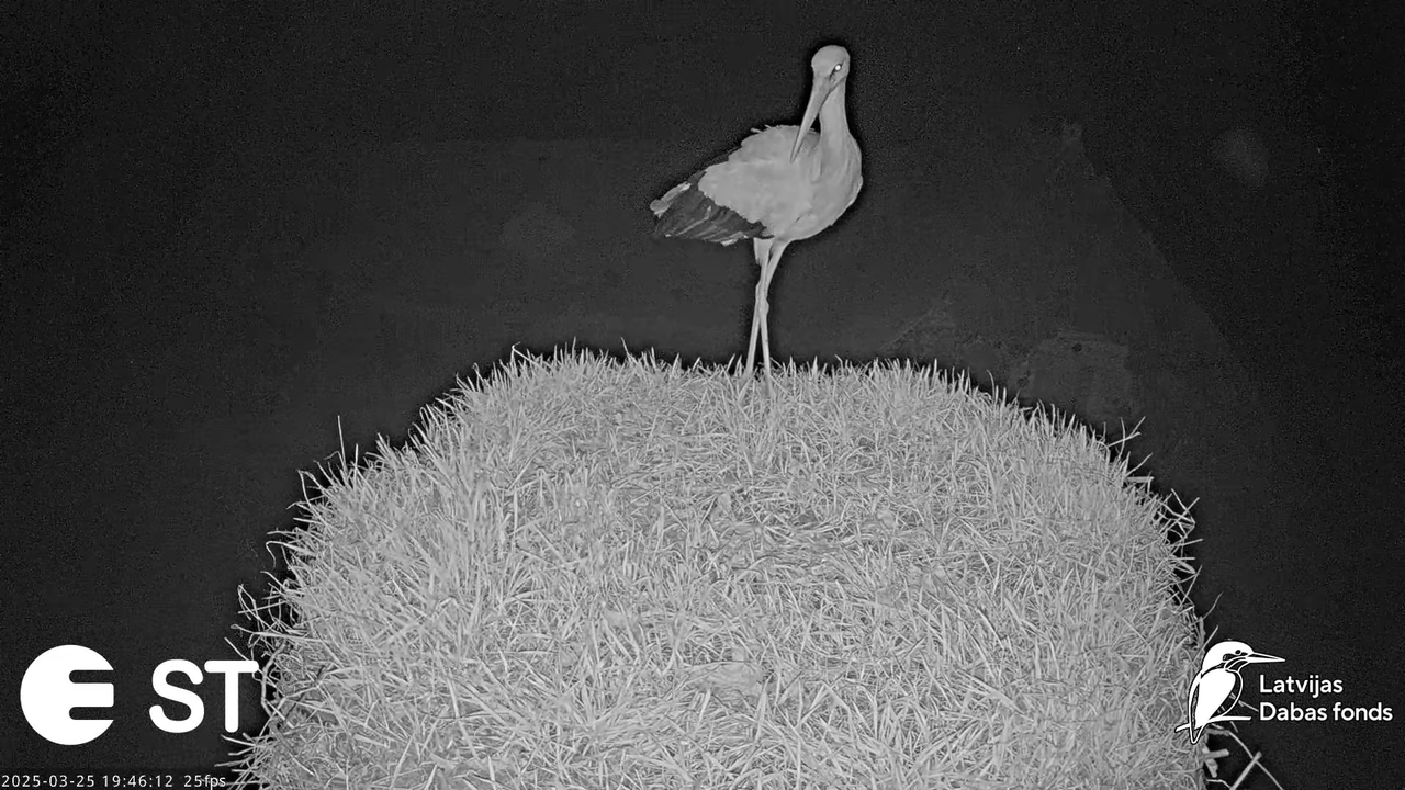 (13) Baltie stārķi (Ciconia ciconia) Tukuma novadā __ White storks in Tukums, Latvia - YouTube - 725