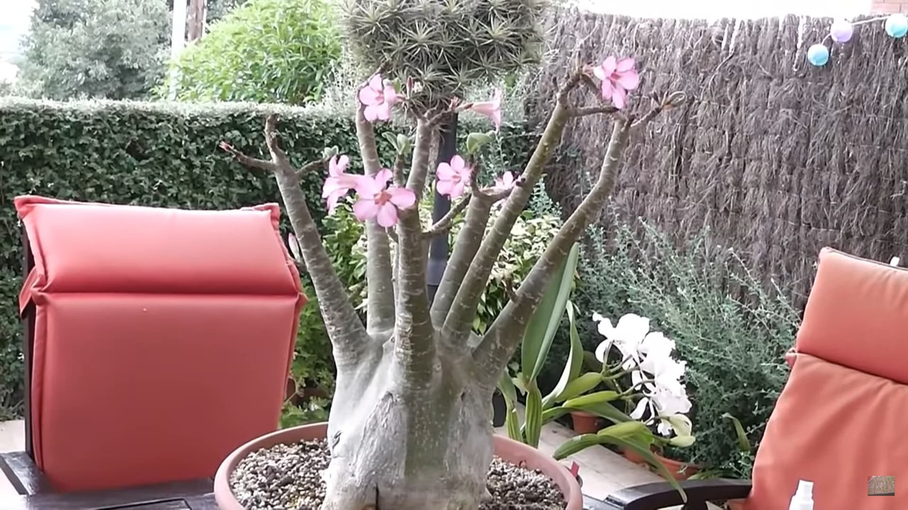 adenium-arabicum-fat-caudex-pale-pink-flowers