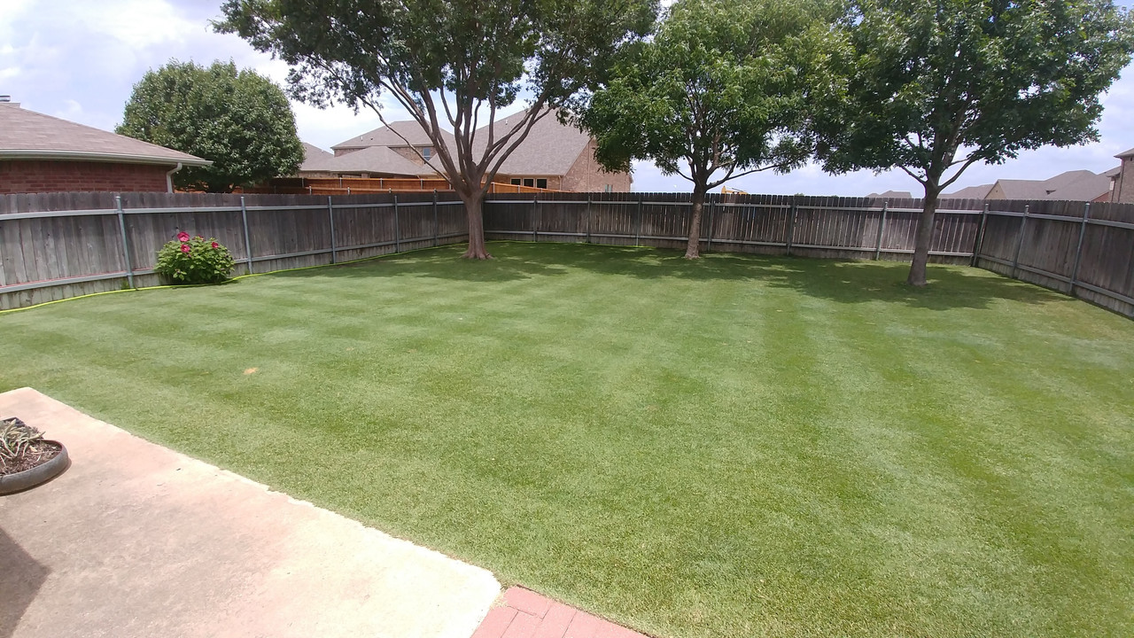 New Sod Palisades Zoysia The Lawn Forum