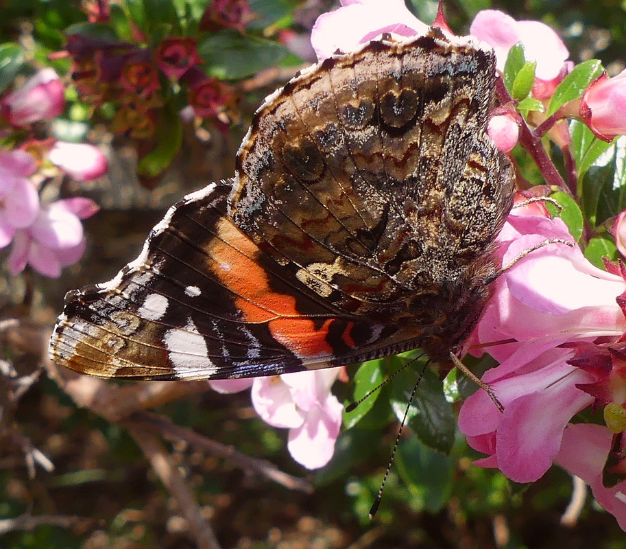 RED ADMIRAL 8