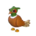 Brown-Chested Pheasant