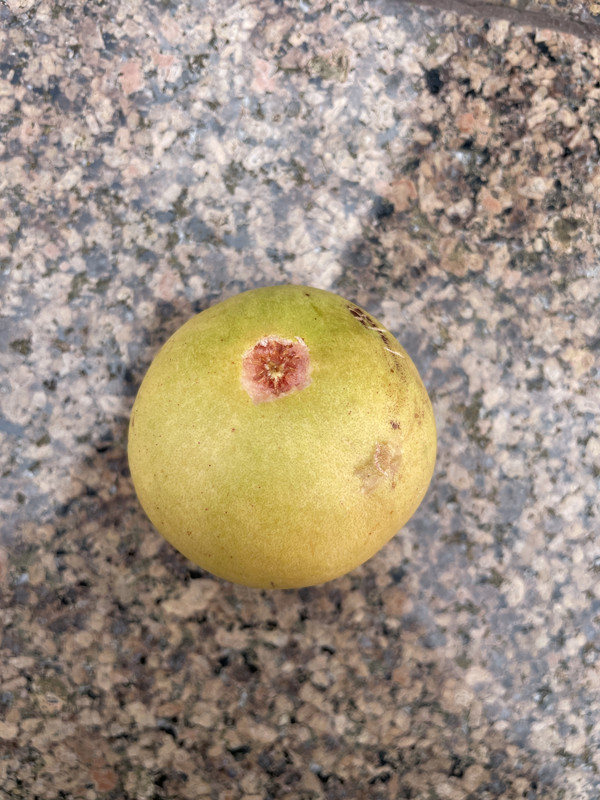 IMG_7124