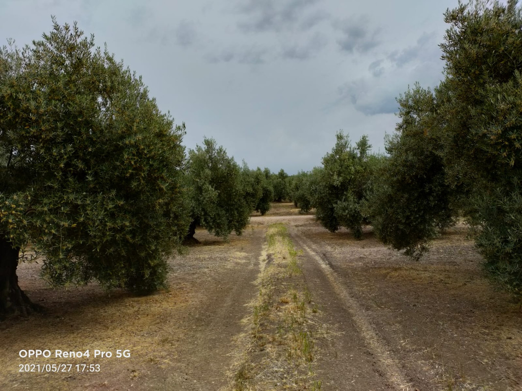 Seguimiento evolutivo finca de secano en Jaén - Página 3 PHOTO-2021-05-27-18-17-41-4