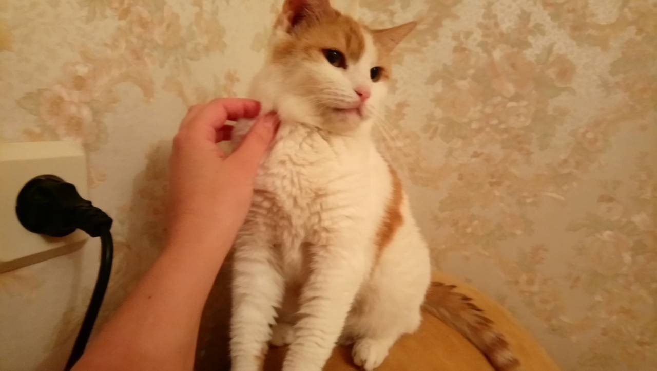 Апельсинка5