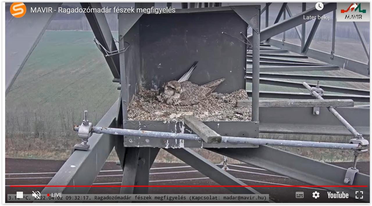 Screen Shot 04-02-22 at 09.32 AM 001