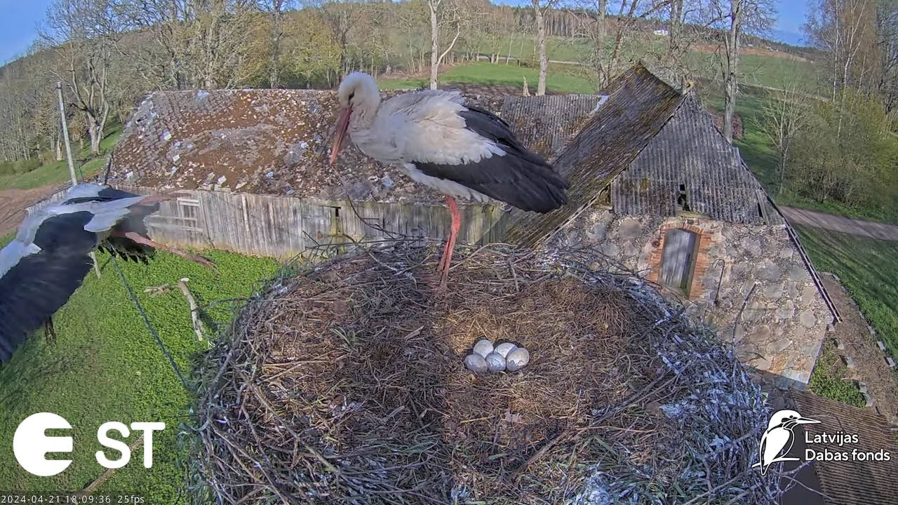 Baltie stārķi (Ciconia ciconia) Tukuma novadā - LDF tiešraide __ White storks in Tukums, Latvia 10-1