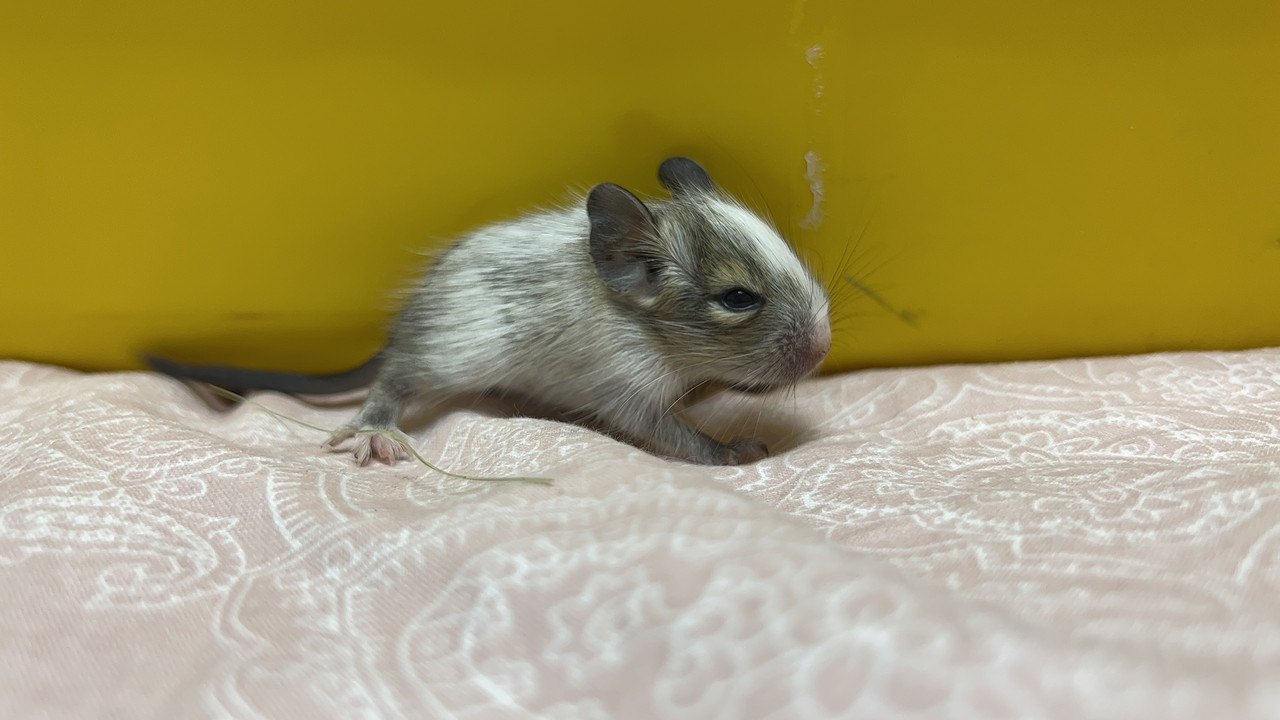 08DE6142-46B2-463C-B7BA-25D639030CD1