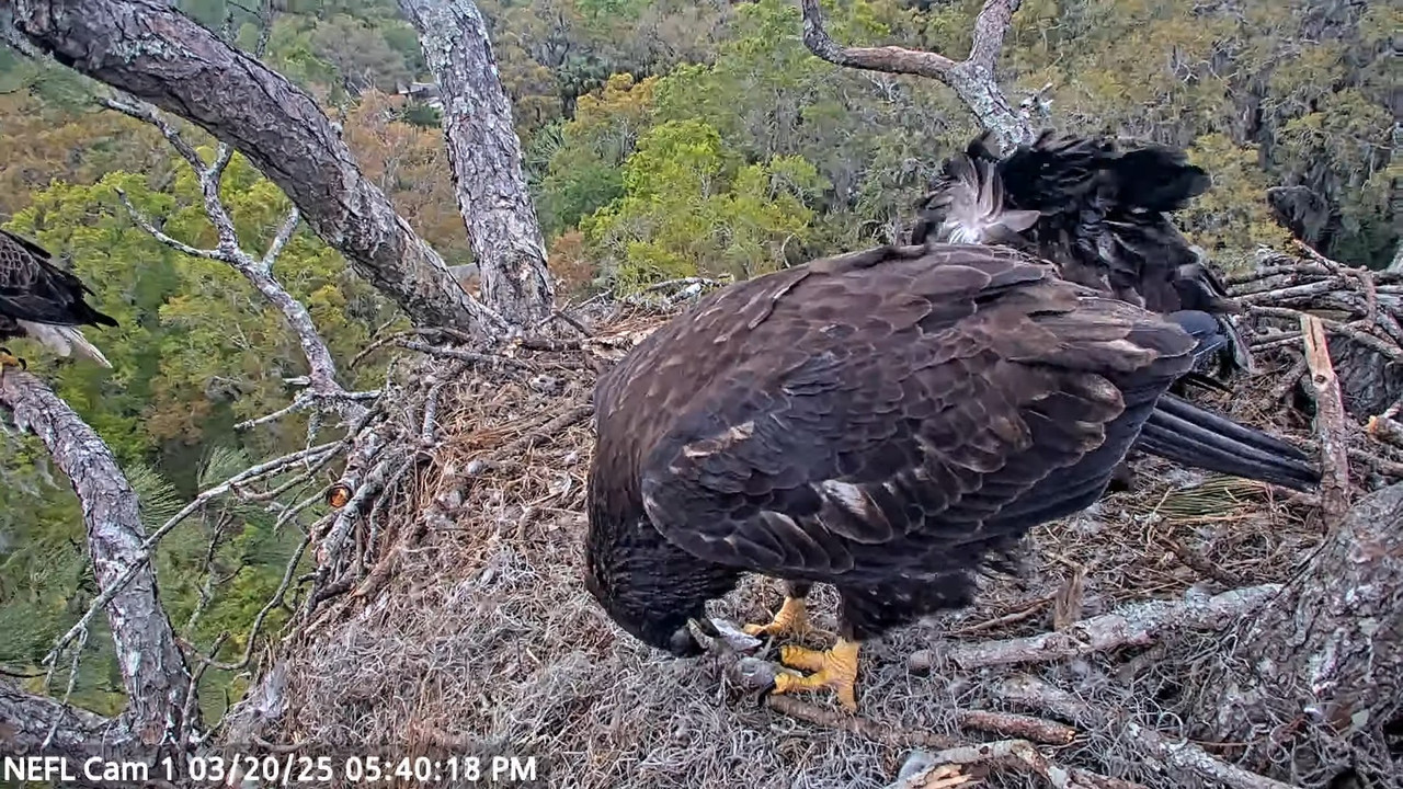 NEFL Cam 1 — tiešraidē Bald Eagle Cam 3-40-35 screenshot