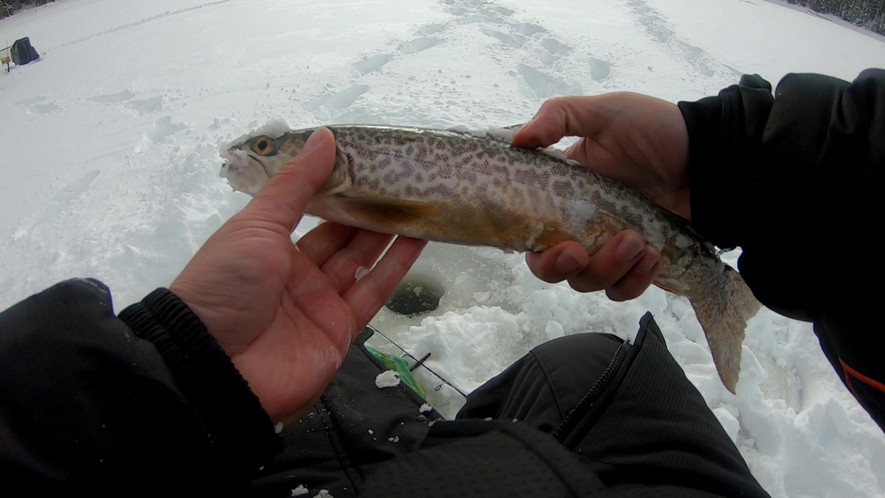 ICETIGERSTHUMB