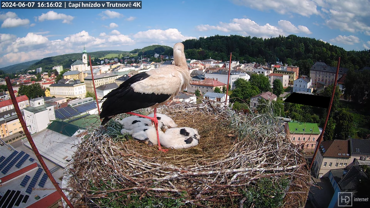 Tiešraidē no stārķa ligzdas uz alus darītavas skursteņa Trutnovā 11-14-9 screenshot