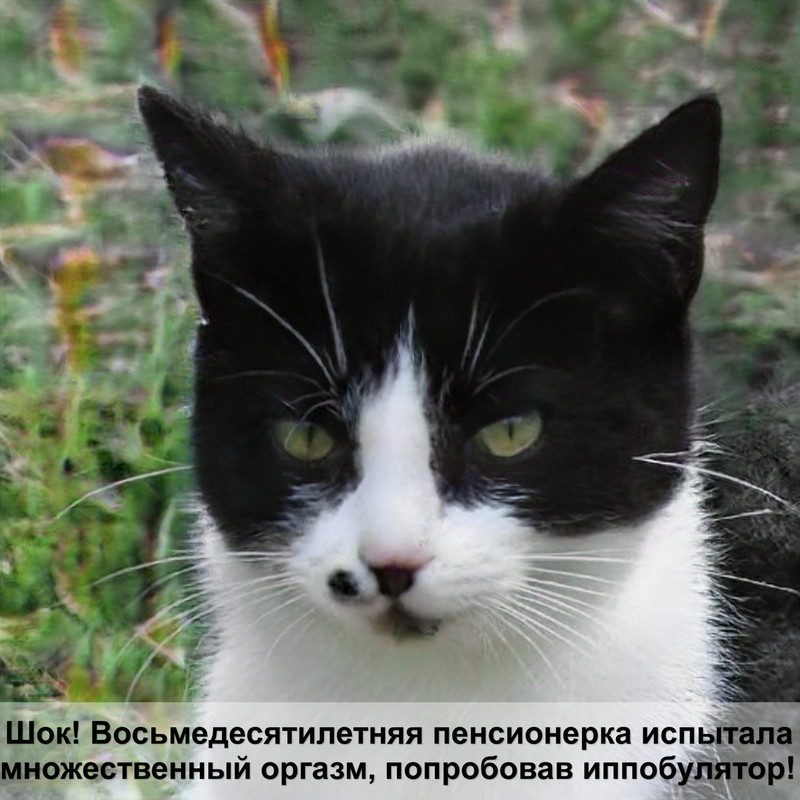 самая редкая дикая кошка