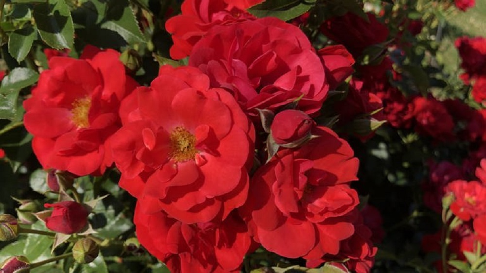 1655828116729-trudy-ist-die-schoenste-rose-in-baden-baden-100-v-16x9-2d-M-ad6791ade5eb8b5c935dd3771