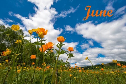 June-Wild-Flowers