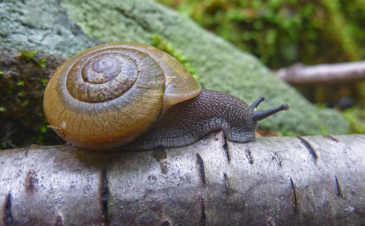 2017-05-20 - snail