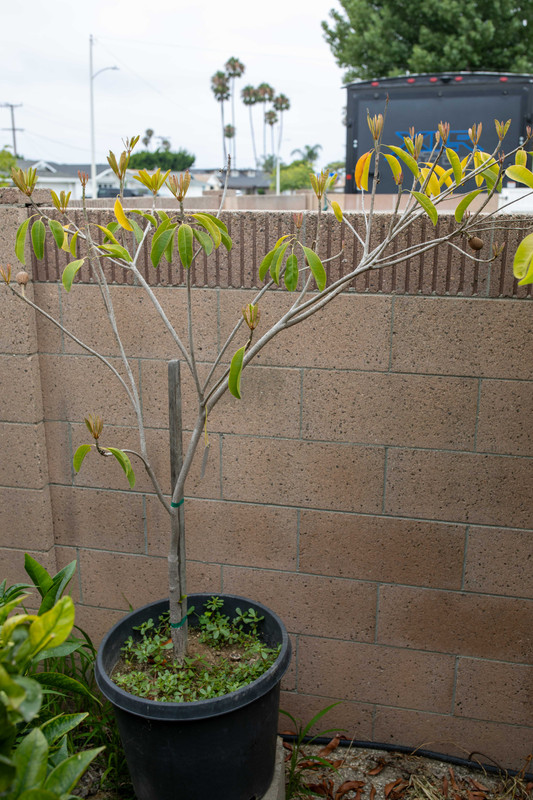 8U1A4983  Butterscotch Sapodilla Tree in #15 Container (7-30-2025)