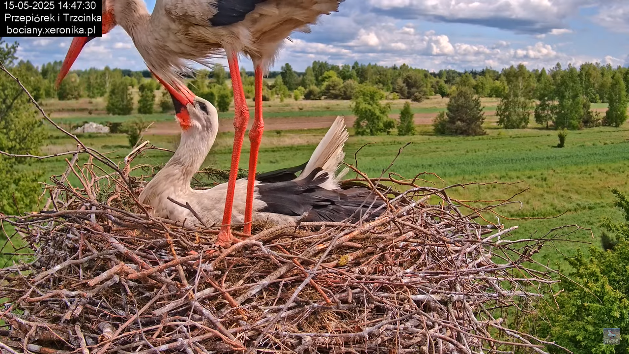 15052025bociany20