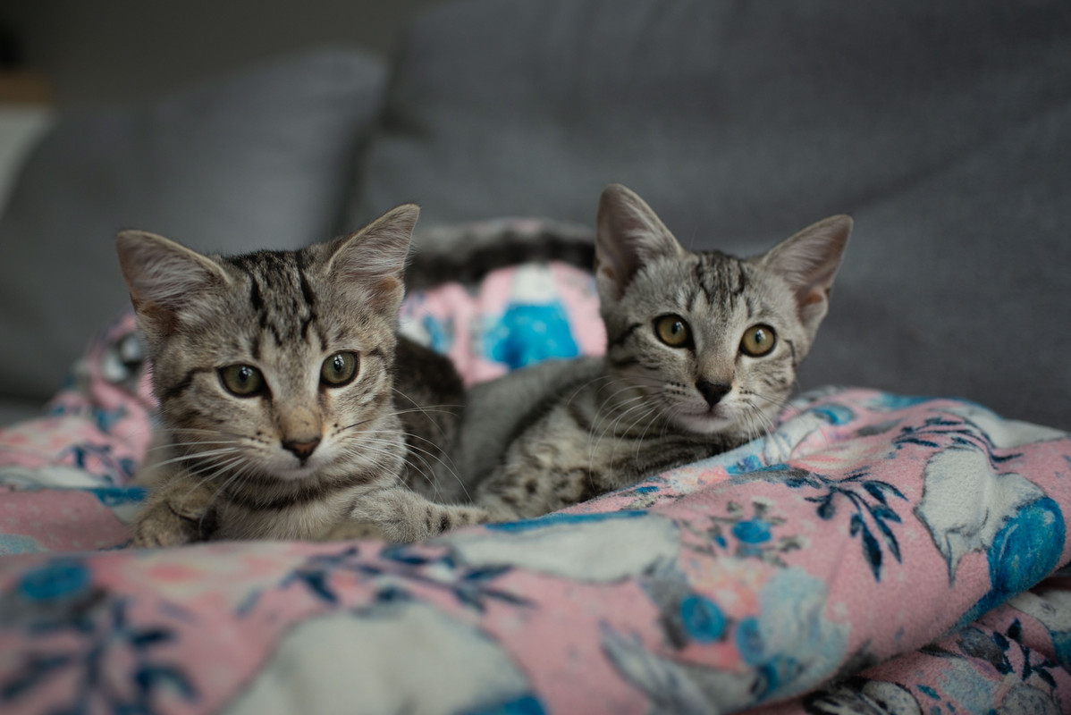 92B69888-4C42-495D-8035-8E99FA9E2929