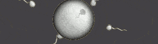 sperm-compressed.gif