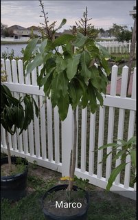 Screenshot_20250214_183348_WhatsApp