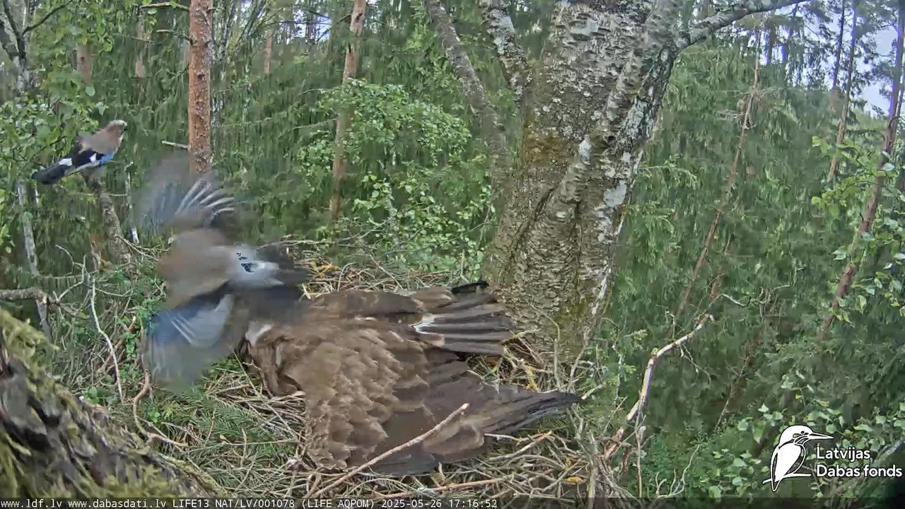 Mazais ērglis (Clanga pomarina), ligzda bērzā 15-10-17 screenshot (1)