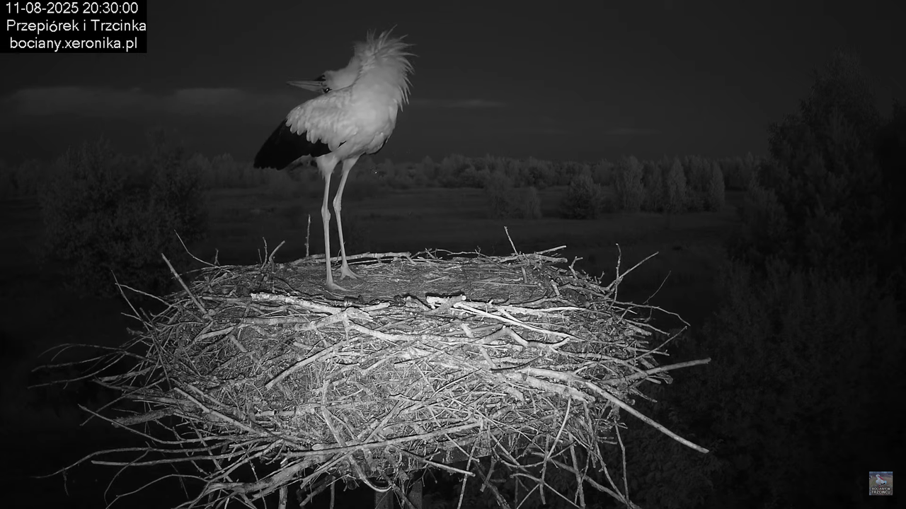 11082025bociany22
