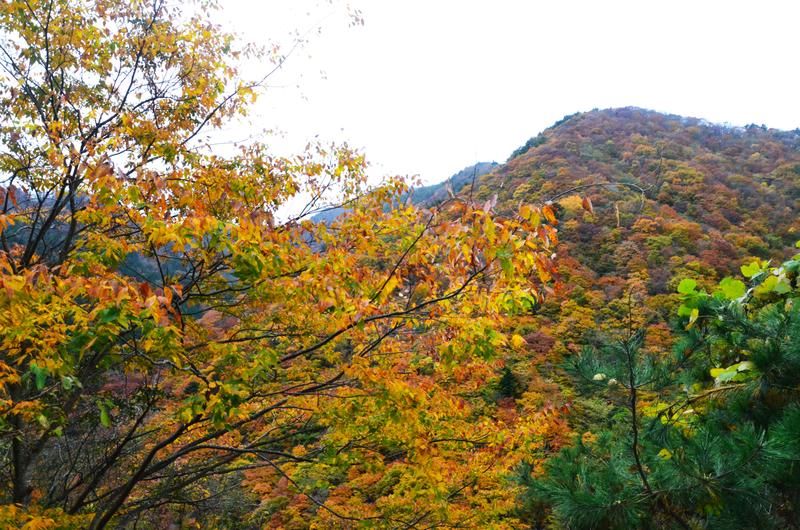 Lago Shōji-16-11-2024 - Japón y sus Pueblos-2024 (3)