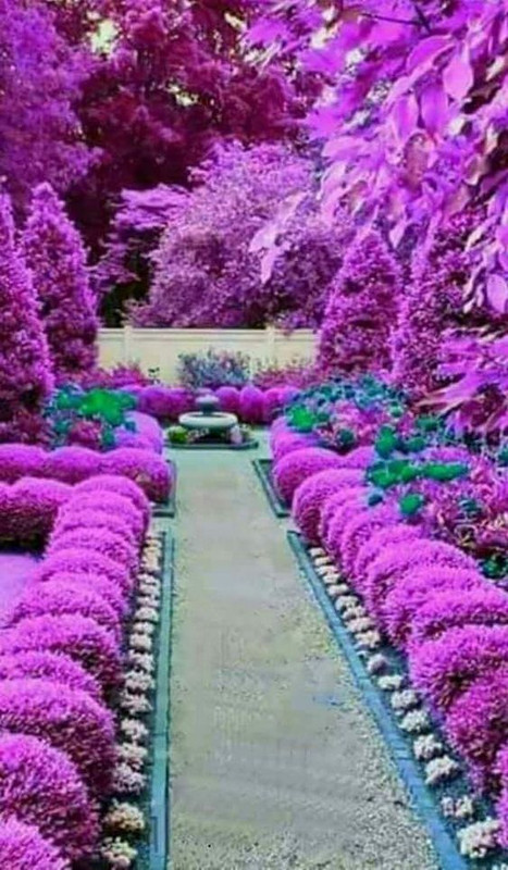 purpleshrubs.jpg
