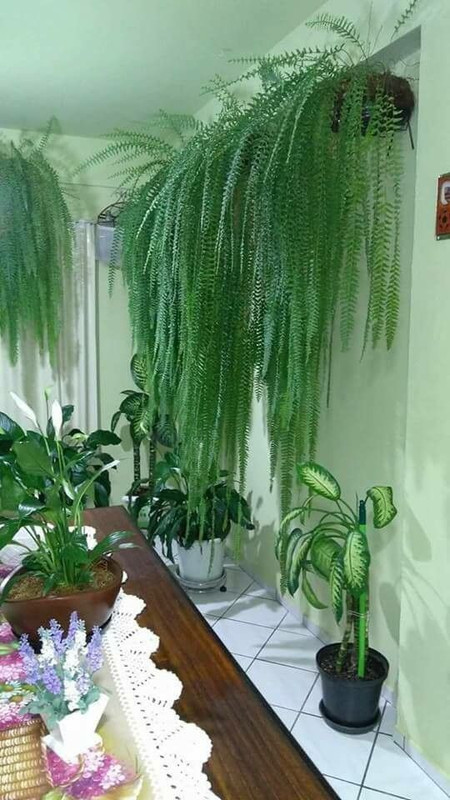 green-indoor-plant-new.jpg
