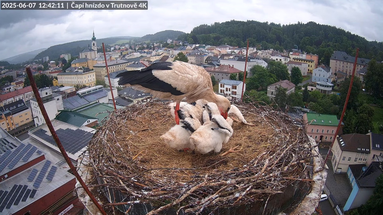 Tiešraide no stārķa ligzdas uz alus darītavas skursteņa Trutnovā 10-23-21 screenshot