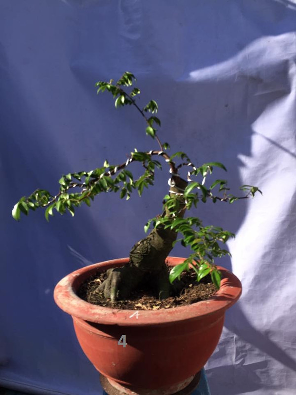 38480317_261923001303700_4811392011892424704_n